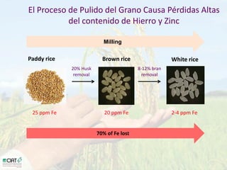 Desarrollo de lineas con mayor contenido de hierro y zinc