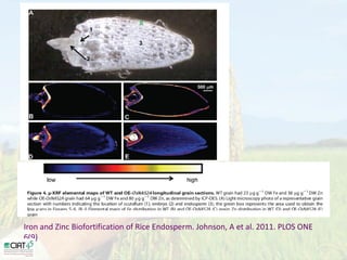 Desarrollo de lineas con mayor contenido de hierro y zinc