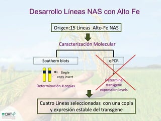 Desarrollo de lineas con mayor contenido de hierro y zinc
