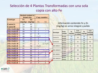 Desarrollo de lineas con mayor contenido de hierro y zinc
