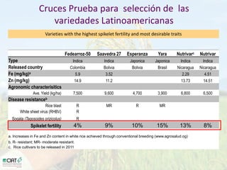 Desarrollo de lineas con mayor contenido de hierro y zinc