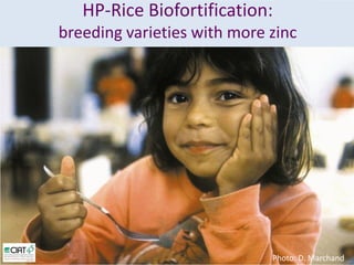 Desarrollo de lineas con mayor contenido de hierro y zinc