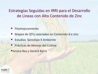 Desarrollo de lineas con mayor contenido de hierro y zinc