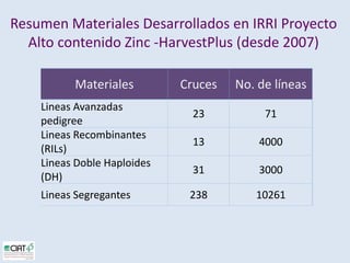 Desarrollo de lineas con mayor contenido de hierro y zinc