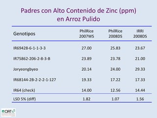 Desarrollo de lineas con mayor contenido de hierro y zinc