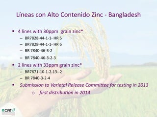 Desarrollo de lineas con mayor contenido de hierro y zinc