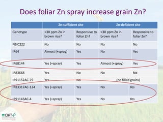 Desarrollo de lineas con mayor contenido de hierro y zinc