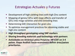 Desarrollo de lineas con mayor contenido de hierro y zinc