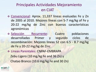 Desarrollo de lineas con mayor contenido de hierro y zinc