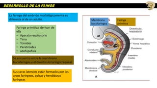 DESARROLLO DE LA FAINGE
La faringe del embrión morfológicamente es
diferente al de un adulto.
Faringe primitiva derivan de
ella
• Aparato respiratorio
• Timo
• Toroides
• Paratiroides
• adehipofisis
Se encuentra entre la membrana
bucofaríngea y el divertículo laringotraqueal
Sus caras laterales están formados por los
arcos faríngeos, bolsas y hendiduras
faríngeas
Membrana
bucofaríngea
Faringe
primitiva
 