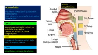 Faringe definitiva
Presenta un limite superior que alcanza la
base del cráneo.
Hacia adelante se comunica las fosas nasales,
boca y laringe .
la nasofaringe, que se diferencia en una
parte de las fosas nasales
Presenta una abertura la trompa
faringotimpanica
La orogarinfe, forma una porción de la
boca y la amígdala palatina.
Laringofaringe, deriva de ella la laringe
CEFÁLICO
MEDIO
CAUDAL
Trompa
laringotimpanica
 
