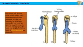 DESARROLLO DEL ESÓFAGO
Es continua a la faringe
Es un conducto muy corto,
pero a medida que seba
formando el cuello y el
corazón y los pulmones
descienden a la parte del
tórax, el esófago se alarga
hasta una longitud relativa;
hasta la séptima semana de
desarrollo
 