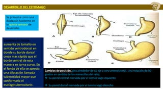 DESARROLLO DEL ESTOMAGO
Se presenta como una
dilatación fusiforme en
la quinta semana de
desarrollo.
Cambios de forma,
aumenta de tamaño en
sentido ventrodorsal en
donde su borde dorsal
crece mas rápido que el
borde ventral de esta
manera se torna curvo. En
el fondo de ella se aprecia
una dilatación llamada
tuberosidad mayor que
conformaría el
esofagotuberositario.
Cambios de posición, gira alrededor de su eje y otro anterolateral. Una rotación de 90
grados en sentido de las manecillas del reloj.
 Su pared ventral inervada por el nervio vago izquierdo
 Su pared dorsal inervada por el nervio vago derecho
 