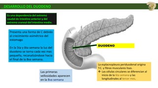 DESARROLLO DEL DUODENO
Es una dependencia del extremo
caudal de intestino anterior y del
extremo craneal del intestino medio.
Presenta una forma de C debido
al crecimiento asimétrico del
estomago
En la 5ta y 6ta semana la luz del
duodeno se torna cada vez mas
pequeña, recanalizándose hacia
el final de la 8va semana.
La esplacnopleura periduodenal origina
T.C. y fibras musculares lisas.
 Las células circulares se diferencian al
inicio de la 6ta semana y las
longitudinales al tercer mes.
Las primeras
vellosidades aparecen
en la 8va semana
DUODENO
 