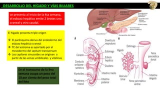 se presenta al inicio de la 4ta semana,
el esbozo hepático emite 2 brotes uno
craneal y otro caudal.
El hígado presenta triple origen
 El parénquima deriva del endodermo del
esbozo hepático craneal
 TC del estroma es aportado por el
mesodermo del septum transversum
 Los capilares sinusoides se originan a
partir de las venas umbilicales y vitelinas
DESARROLLO DEL HÍGADO Y VÍAS BILIARES
En el transcurso de la 9na
semana ocupa un peso del
10 por ciento del peso total
del feto
 