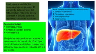 En el transcurso de la 9na
semana ocupa un peso del 10
por ciento del peso total del
feto, después reduce su peso y
aparecen 4 lóbulos: derecho,
izquierdo, caudado y cuadrado.
Función principal
• Hematopoyética
• Síntesis de ácidos biliares
• Glucogénesis
El tejido hematopoyético es causante de
una aumento de tamaño de 10 a 12 por
ciento del volumen total del cuerpo, pero
al final de la gestación es reducido al 5 o 6
por ciento.
Almacena glucógeno a partir del cuarto mes
 Síntesis de albumina
 Factores de coagulación
 Inmunoglobulinas
 lipoproteínas
 