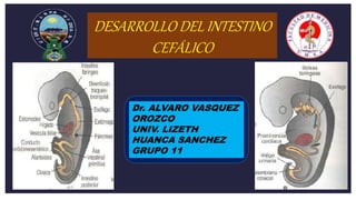 DESARROLLO DEL INTESTINO
CEFÁLICO
Dr. ALVARO VASQUEZ
OROZCO
UNIV. LIZETH
HUANCA SANCHEZ
GRUPO 11
 