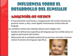 •  El impresionante crecimiento y reorganización del cerebro durante los
   primeros meses y años, están ligados íntimamente al desarrollo del
   lenguaje.
Los científicos utilizan dos métodos básicos para indagar esto:
• Estudio de deficiencias especificas del lenguaje que han sufrido danos en
   regiones particulares del cerebro
• Observación de la actividad cerebral de las personas normales mientras
   realizan funciones de lenguaje especificas.
 