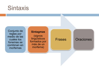 Sintaxis
Conjunto de
reglas por
medio de las
cuales los
fonemas se
combinan en
morfemas
Sintagmas
(signos
lingüísticos
formados por
más de un
morfema)
Frases Oraciones
 