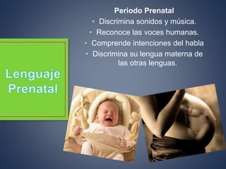 Periodo Prenatal
• Discrimina sonidos y música.
• Reconoce las voces humanas.
• Comprende intenciones del habla
• Discrimina su lengua materna de
las otras lenguas.
 