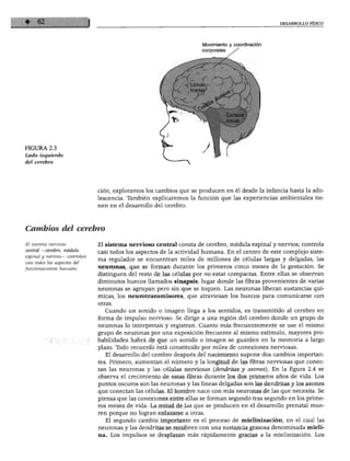 DESARROLLO FÍSICO




                                                                       Movimiento y coordinación
                                                                       corporales   /




                                                                   L   / <
                                                               /Lóbulo,-     —f
                                                                , frontal^




FIGURA 2.3
Lado izquierdo
del cerebro




                               ción, exploramos los cambios que se producen en él desde la infancia hasta la ado
                               lescencia. También explicaremos la función que las experiencias ambientales tie
                               nen en el desarrollo del cerebro.




Cambios del cerebro

El sistema nervioso            El sistema nervioso central consta de cerebro, médula espinal y nervios; controla
central —cerebro, médula
                               casi todos los aspectos de la actividad humana. En el centro de este complejo siste
espinal y nervios— controlan
                               ma regulador se encuentran miles de millones de células largas y delgadas, las
casi todos los aspectos del
funcionamiento humano.         neuronas, que se forman durante los primeros cinco meses de la gestación. Se
                               distinguen del resto de las células por no estar compactas. Entre ellas se observan
                               diminutos huecos llamados sinapsis, lugar donde las fibras provenientes de varias
                               neuronas se agrupan pero sin que se toquen. Las neuronas liberan sustancias quí
                               micas, los neurotransmisores, que atraviesan los huecos para comunicarse con
                               otras.
                                  Cuando un sonido o imagen llega a los sentidos, es transmitido al cerebro en
                               forma de impulso nervioso. Se dirige a una región del cerebro donde un grupo de
                               neuronas lo interpretan y registran. Cuanto más frecuentemente se use el mismo
                               grupo de neuronas por una exposición frecuente al mismo estímulo, mayores pro
                               babilidades habrá de que un sonido o imagen se guarden en la memoria a largo
                               plazo. Todo recuerdo está constituido por miles de conexiones nerviosas.
                                  El desarrollo del cerebro después del nacimiento supone dos cambios importan
                               tes. Primero, aumentan el número y la longitud de las fibras nerviosas que conec
                               tan las neuronas y las células nerviosas (dendritas y axones). En la figura 2.4 se
                               observa el crecimiento de estas fibras durante los dos primeros años de vida. Los
                               puntos oscuros son las neuronas y las líneas delgadas son las dendritas y los axones
                               que conectan las células. El hombre nace con más neuronas de las que necesita. Se
                               piensa que las conexiones entre ellas se forman segundo tras segundo en los prime
                               ros meses de vida. La mitad de las que se producen en el desarrollo prenatal mue
                               ren porque no logran enlazarse a otras.
                                  El segundo cambio importante es el proceso de mielinización, en el cual las
                               neuronas y las dendritas se recubren con una sustancia grasosa denominada mieli-
                               na. Los impulsos se desplazan más rápidamente gracias a la mielinización. Los
 