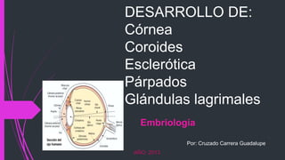 DESARROLLO DE:
Córnea
Coroides
Esclerótica
Párpados
Glándulas lagrimales
Por: Cruzado Carrera Guadalupe
Embriología
AÑO: 2013
 