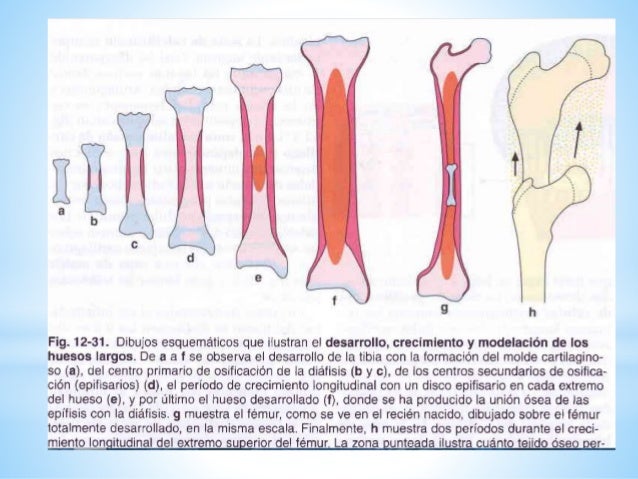 Desarrollo de los huesos cortos