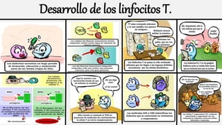 Desarrollo de los linfocitos T.
 