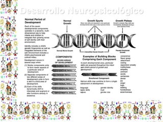 Desarrollo Neuropsicológico

 