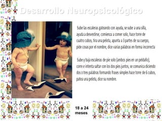Desarrollo Neuropsicológico

18 a 24
meses

 