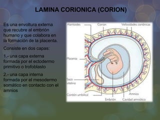 LAMINA CORIONICA (CORION)
Es una envoltura externa
que recubre al embrión
humano y que colabora en
la formación de la placenta.
Consiste en dos capas:
1.- una capa externa
formada por el ectodermo
primitivo o trofoblasto
2.- una capa interna
formada por el mesodermo
somático en contacto con el
amnios

 