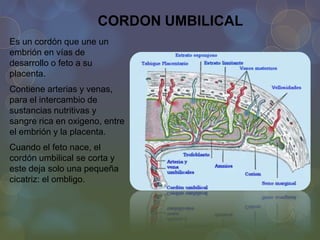 CORDON UMBILICAL
Es un cordón que une un
embrión en vías de
desarrollo o feto a su
placenta.
Contiene arterias y venas,
para el intercambio de
sustancias nutritivas y
sangre rica en oxigeno, entre
el embrión y la placenta.
Cuando el feto nace, el
cordón umbilical se corta y
este deja solo una pequeña
cicatriz: el ombligo.

 