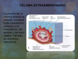CELOMA EXTRAEMBRIONARIO
La porción de un
celoma externa al
embrión, bordead
a por mesodermo
corionico y el
mesodermo del
amnios y del saco
vitelino. También
se denomina
exoceloma.

 