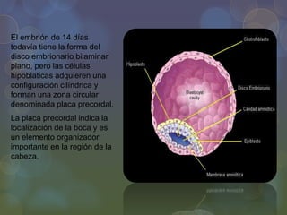 El embrión de 14 días
todavía tiene la forma del
disco embrionario bilaminar
plano, pero las células
hipoblaticas adquieren una
configuración cilíndrica y
forman una zona circular
denominada placa precordal.
La placa precordal indica la
localización de la boca y es
un elemento organizador
importante en la región de la
cabeza.

 