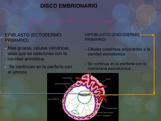 DISCO EMBRIONARIO

EPIBLASTO (ECTODERMO
PRIMARIO)

HIPOBLASTO (ENDODERMO
PRIMARIO)

- Mas gruesa, células cilíndricas
altas que se relacionan con la
cavidad amniótica.

- Células cuboideas adyacentes a la
cavidad exocelomica.

- Se continúan en la periferia con
el amnios

- Se continua en la periferia con la
membrana exocelomica.

 