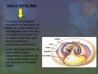 SACO VITELINO

Funciona como sistema
circulatorio en las etapas de
desarrollo. Esta cubierto por
una delgada capa mucosa y
una pared mas interna rica
en vasos sanguíneos que
serán aportados al
comunicado embrionario.
Luego de la gastrulación, el
saco vitelino queda
suspendido y sostenido del
cuerpo embrionario, con lo
que da forma al conducto
vitelino.

 