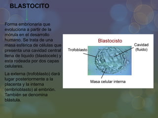 BLASTOCITO
Forma embrionaria que
evoluciona a partir de la
mórula en el desarrollo
humano. Se trata de una
masa esférica de células que
presenta una cavidad central
llena de liquido (blastocele) y
esta rodeada por dos capas
celulares.
La externa (trofoblasto) dará
lugar posteriormente a la
placenta y la interna
(embrioblasto) al embrión.
También se denomina
blástula.

 