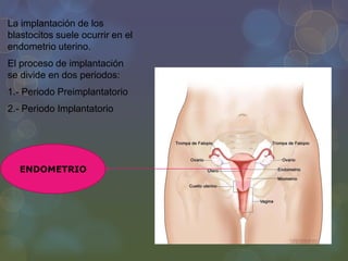 La implantación de los
blastocitos suele ocurrir en el
endometrio uterino.
El proceso de implantación
se divide en dos periodos:
1.- Periodo Preimplantatorio
2.- Periodo Implantatorio

ENDOMETRIO

 