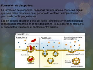 Formación de pinopodos:
La formación de pinopodos, pequeñas protuberancias con forma digital
que solo están presentes en el periodo de ventana de implantación
promovida por la progesterona.
Los pinopodos absorben parte del fluido (pinocitosis) y macromoléculas
(endocitosis) presentes en la cavidad uterina, lo que acerca al blastocito
al endometrio y favorece el contacto entre ambos.

 