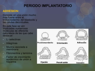 PERIODO IMPLANTATORIO
ADHESION:
Consiste en una unión mucho
mas fuerte entre el
trofoectodermo del blastocito y
las células decciduales.
En esta fase se ven
implicadas numerosas
moléculas de diferente
naturaleza de las que cabe
destacar:
-

L- selectinas

-

Integrinas

-

Mucina asociada a
membrana

-

Fibronectina y laminina

-

Factor de crecimiento
epidérmico de unión a
heparina

 