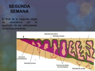 SEGUNDA
SEMANA
El final de la segunda etapa
se
caracteriza
por
la
aparición de las vellosidades
coriónicas primarias.

 