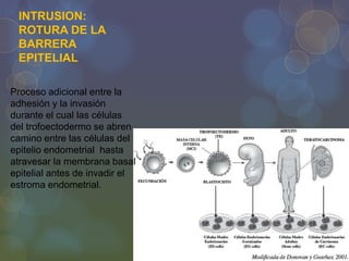 INTRUSION:
ROTURA DE LA
BARRERA
EPITELIAL
Proceso adicional entre la
adhesión y la invasión
durante el cual las células
del trofoectodermo se abren
camino entre las células del
epitelio endometrial hasta
atravesar la membrana basal
epitelial antes de invadir el
estroma endometrial.

 