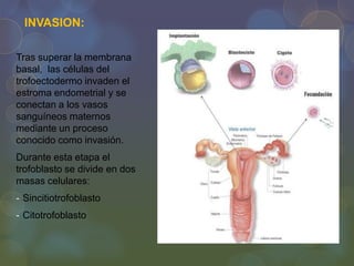 INVASION:
Tras superar la membrana
basal, las células del
trofoectodermo invaden el
estroma endometrial y se
conectan a los vasos
sanguíneos maternos
mediante un proceso
conocido como invasión.
Durante esta etapa el
trofoblasto se divide en dos
masas celulares:
- Sincitiotrofoblasto
- Citotrofoblasto

 