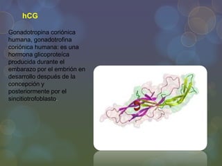 hCG
Gonadotropina coriónica
humana, gonadotrofina
coriónica humana: es una
hormona glicoproteíca
producida durante el
embarazo por el embrión en
desarrollo después de la
concepción y
posteriormente por el
sincitiotrofoblasto.

 