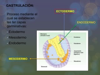 GASTRULACIÓN:
ECTODERMO

Proceso mediante el
cual se establecen
las ter capas
germinativas:
- Ectodermo
- Mesodermo
- Endodermo

MESODERMO

ENDODERMO

 