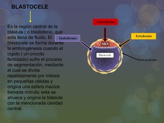 BLASTOCELE

Es la región central de la
blástula ( o blastofera), que
esta llena de fluido. El
blastocele se forma durante
la embriogénesis cuando el
cigoto ( un ovocito
fertilizado) sufre el proceso
de segmentación, mediante
el cual se divide
repetidamente por mitosis
en pequeñas células y
origina una esfera maciza
llamada mórula; esta se
ahueca y origina la blástula
con la mencionada cavidad
central.

 