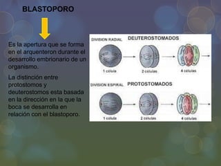 BLASTOPORO

Es la apertura que se forma
en el arquenteron durante el
desarrollo embrionario de un
organismo.
La distinción entre
protostomos y
deuterostomos esta basada
en la dirección en la que la
boca se desarrolla en
relación con el blastoporo.

 