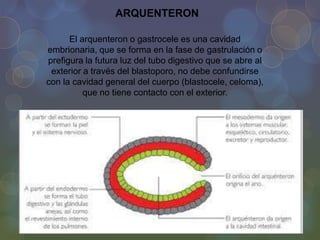 ARQUENTERON
El arquenteron o gastrocele es una cavidad
embrionaria, que se forma en la fase de gastrulación o
prefigura la futura luz del tubo digestivo que se abre al
exterior a través del blastoporo, no debe confundirse
con la cavidad general del cuerpo (blastocele, celoma),
que no tiene contacto con el exterior.

 