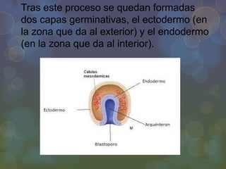 Tras este proceso se quedan formadas
dos capas germinativas, el ectodermo (en
la zona que da al exterior) y el endodermo
(en la zona que da al interior).

 