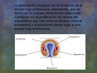 La gastrulación prosigue con la formación de la
tercera hoja embrionaria, mesodermo, que se
forma por un proceso denominado enterocelia.
Comienza con la proliferación de células del
arquenteron que mas tarde se situaran entre el
endodermo y el ectodermo dando lugar a esta
tercera hoja embrionaria.

 